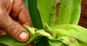O uso inadequado da transgenia tem criado pragas resistentes a tecnologia. Foto: Darlei Lottermann   