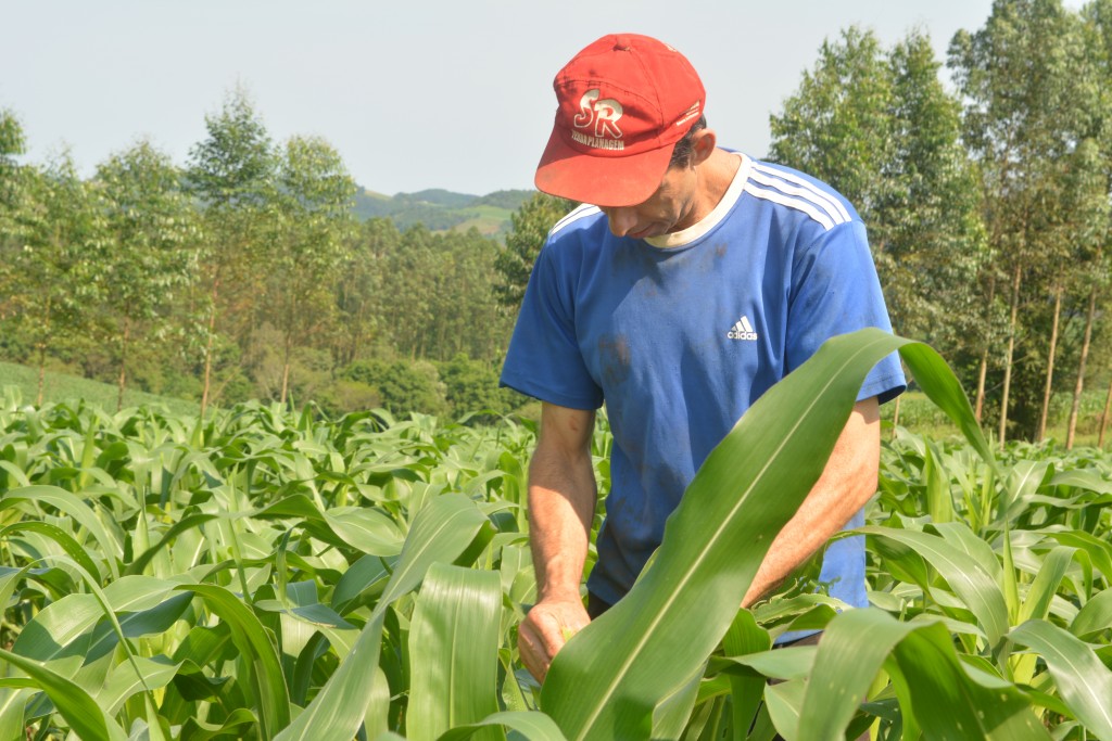 Os produtores da região Oeste chegaram a produtividades de 10 a 12 mil quilos por hectare. Foto: Darlei Lottermann